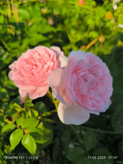  - Trandafiri 2025 ll