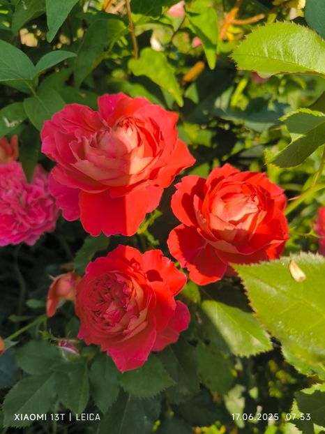  - Trandafiri 2025 ll