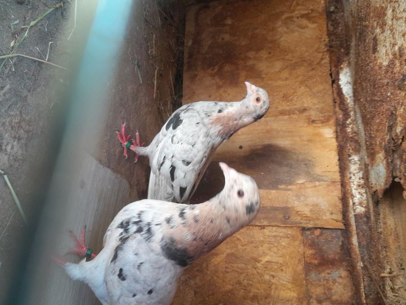  - porumbei culori deosebite