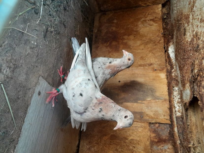  - porumbei culori deosebite