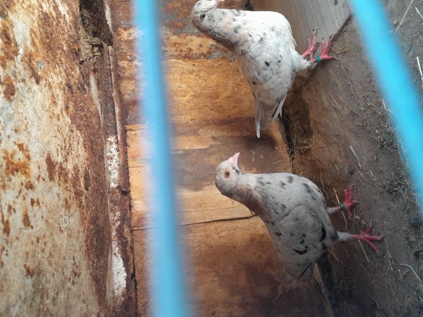  - porumbei culori deosebite