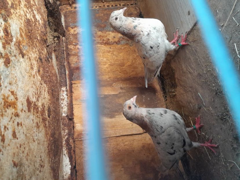  - porumbei culori deosebite