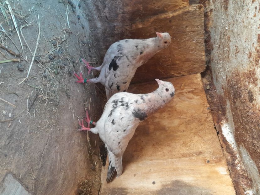  - porumbei culori deosebite