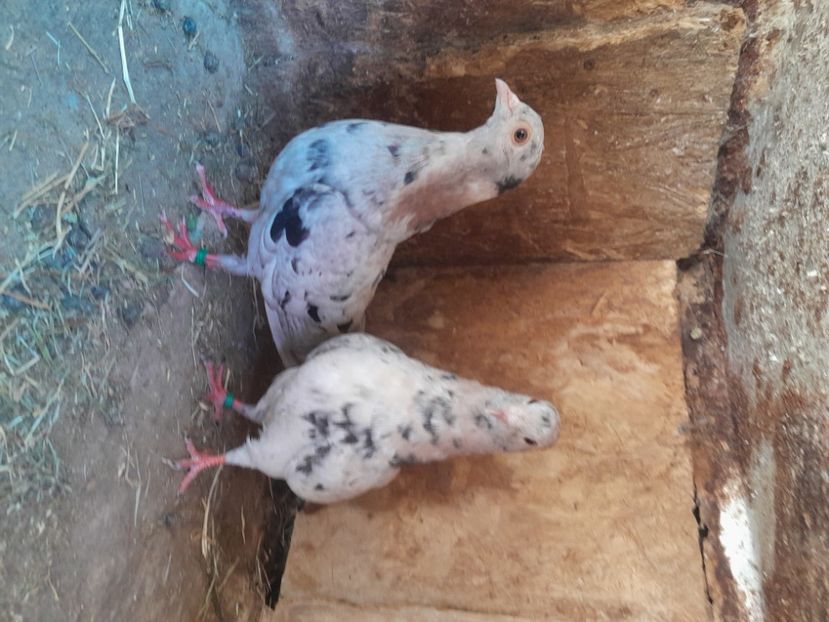  - porumbei culori deosebite