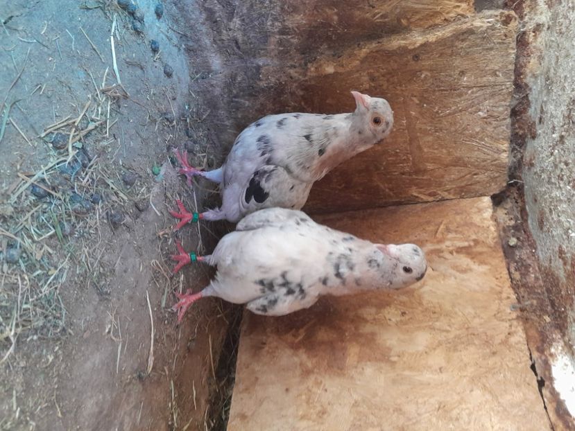  - porumbei culori deosebite