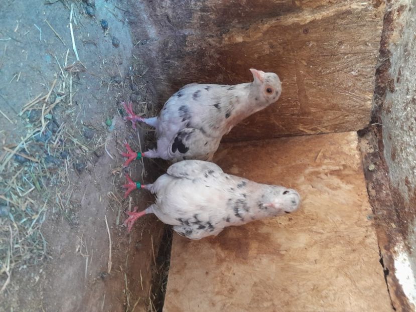  - porumbei culori deosebite