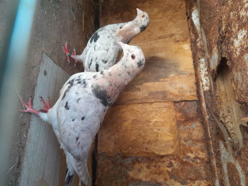  - porumbei culori deosebite