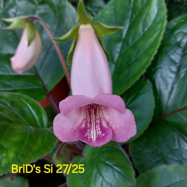 Img-2025.06.17 - Sinningia din semințe hibrizi Dna Dietze 2025