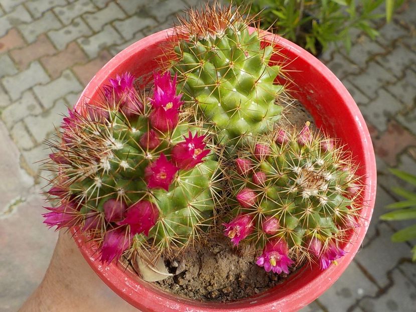  - mammilaria nejapensis 2025