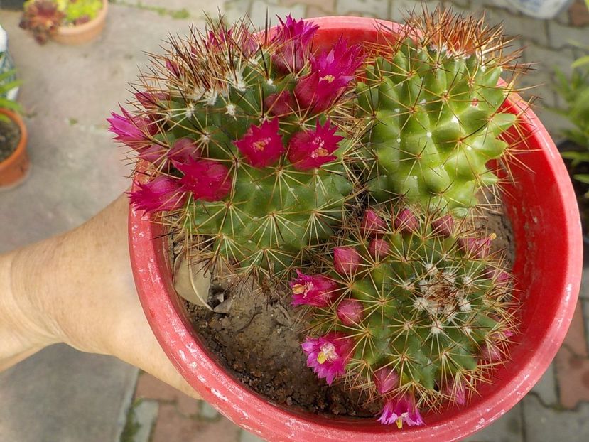  - mammilaria nejapensis 2025
