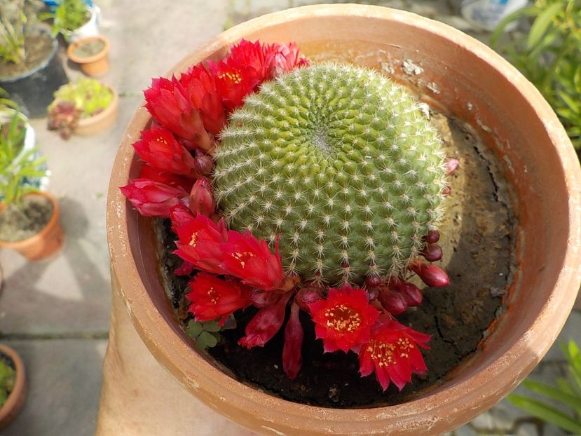  - rebutia minuscula