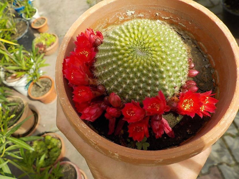  - rebutia minuscula