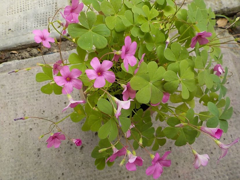  - oxalis rubra