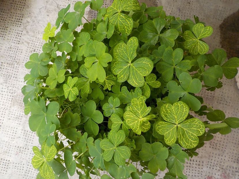  - oxalis corimbosa aureo