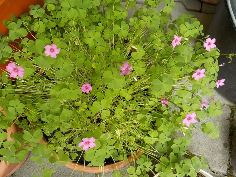  - oxalis rubra