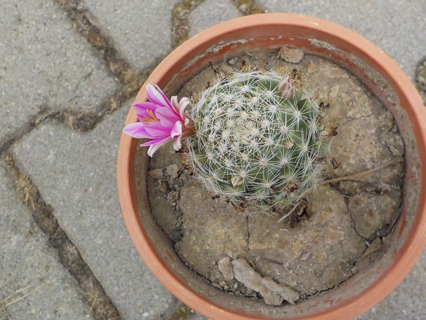  - mammillaria spinosisima