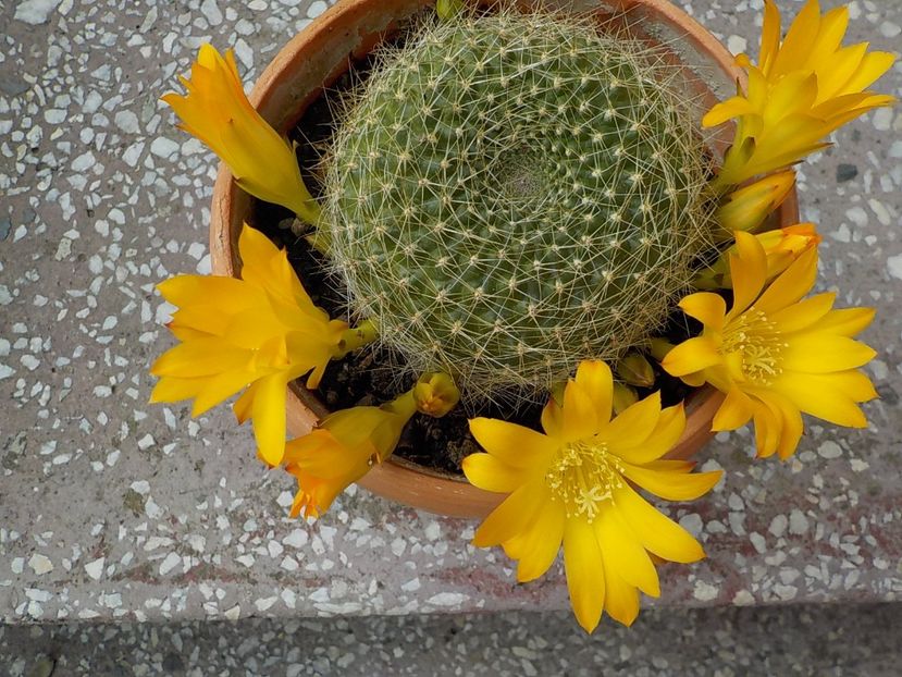  - rebutia fabrissi