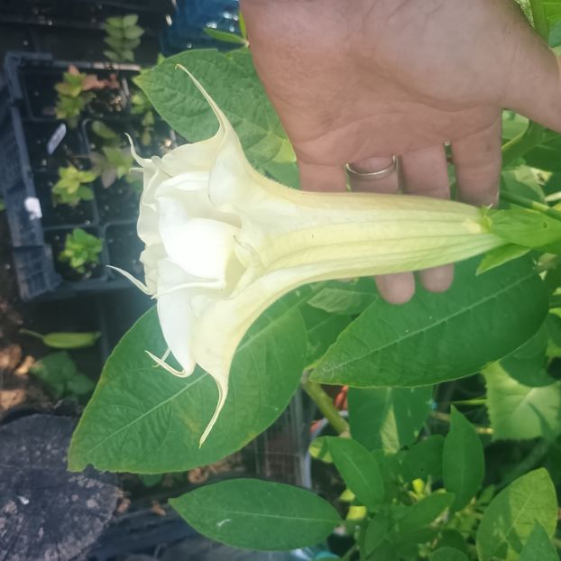 br galben dubla - brugmansii 2025