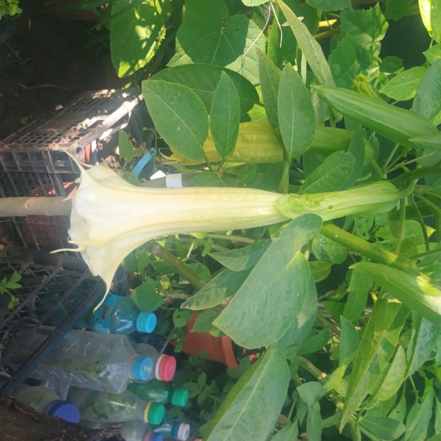 18.06 - brugmansii 2025