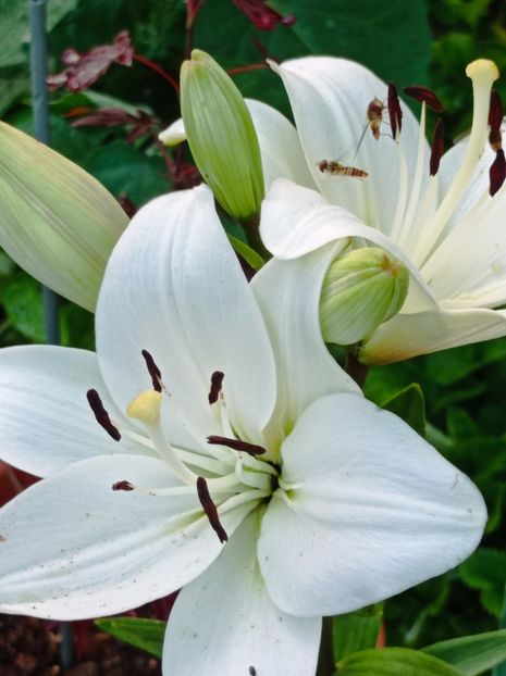  - dragostea  de natura