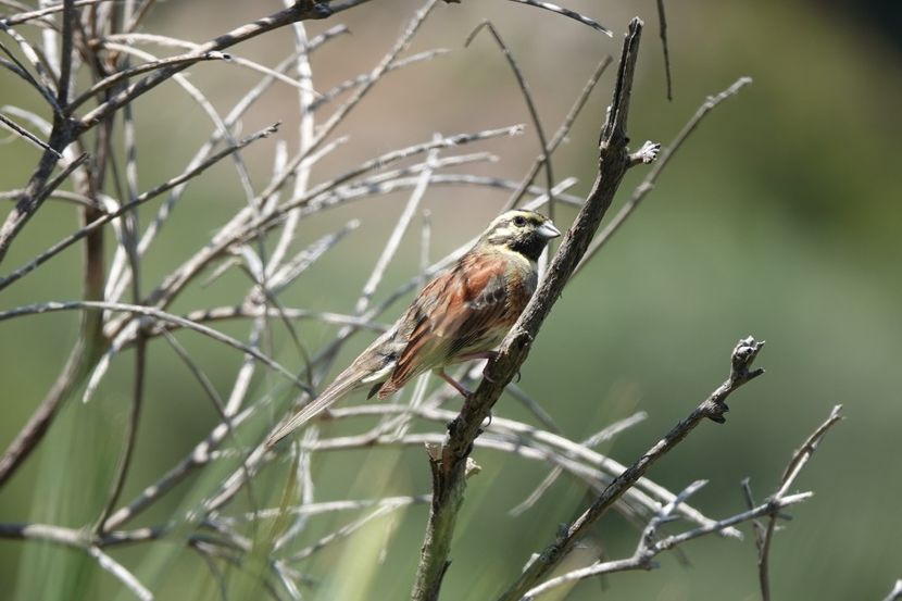  - Grecia - Creta Iunie 2025