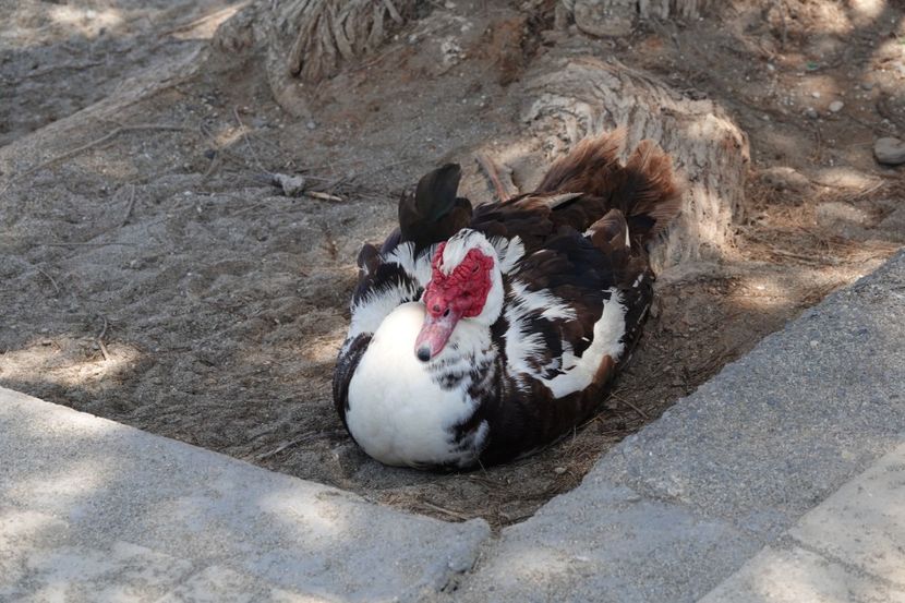  - Grecia - Creta Iunie 2025