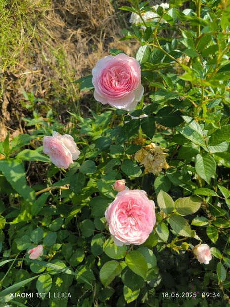  - Trandafiri 2025 ll