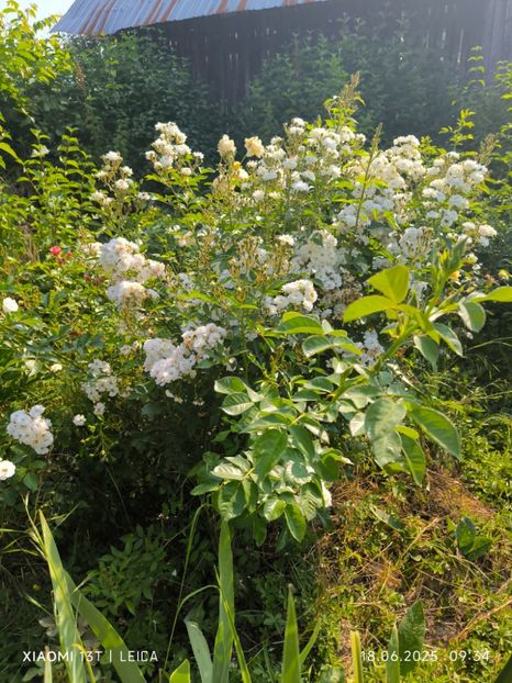  - Trandafiri 2025 ll