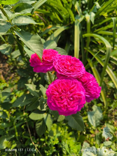  - Trandafiri 2025 ll