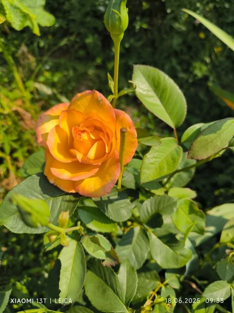  - Trandafiri 2025 ll