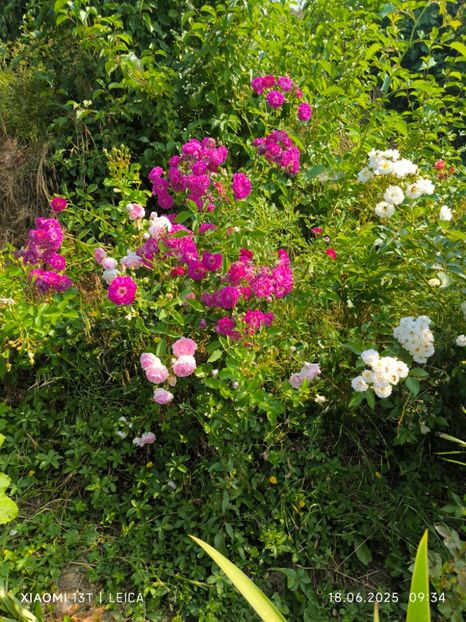  - Trandafiri 2025 ll