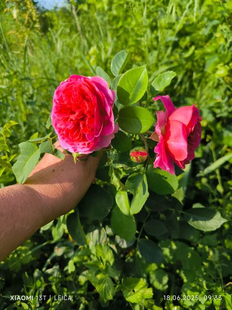  - Trandafiri 2025 ll