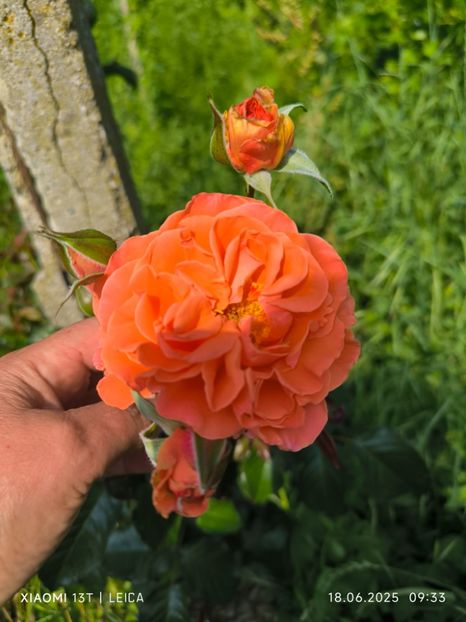  - Trandafiri 2025 ll