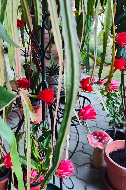  - Gradina si terasa PrimaLuce__11-Hello 2025