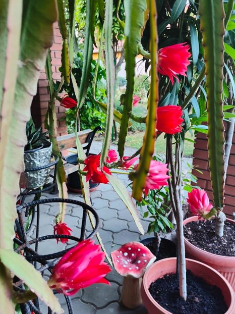  - Gradina si terasa PrimaLuce__11-Hello 2025