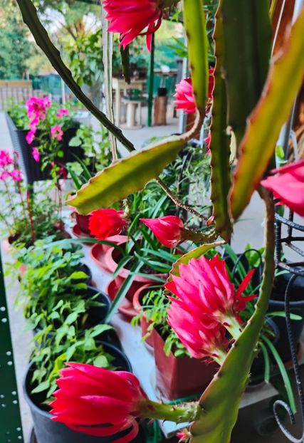  - Gradina si terasa PrimaLuce__11-Hello 2025