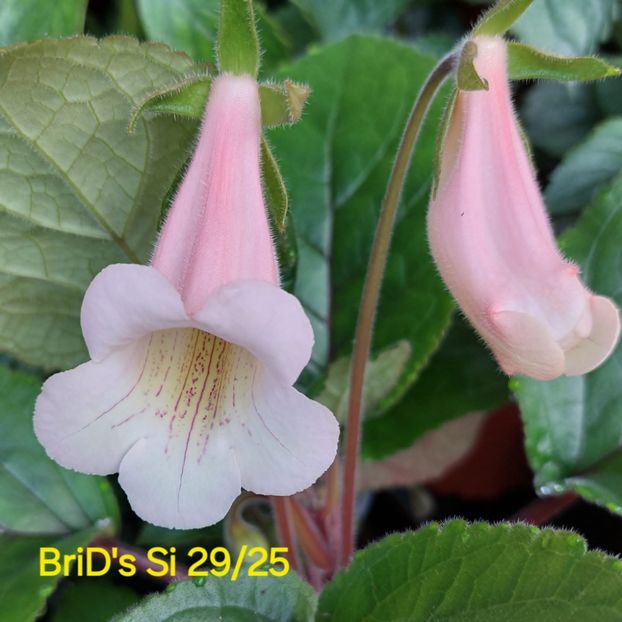 Img-2025.06.18 - Sinningia din semințe hibrizi Dna Dietze 2025