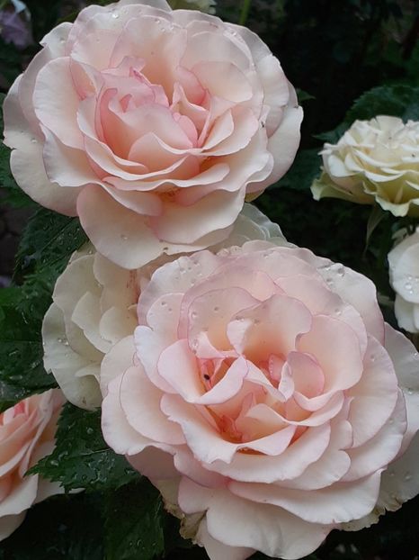 20250618_062146(0) - Perfume Kisess