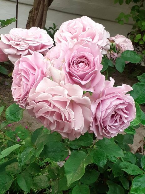 20250618_062215(0) - Love Song