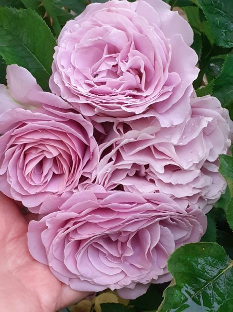 20250618_062233(0) - Love Song