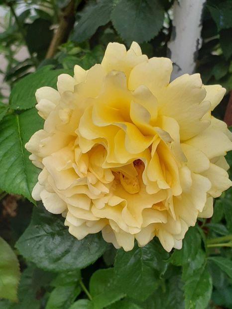  - Cyrano de Bergerac