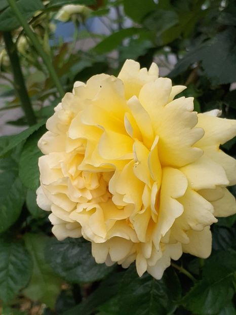  - Cyrano de Bergerac