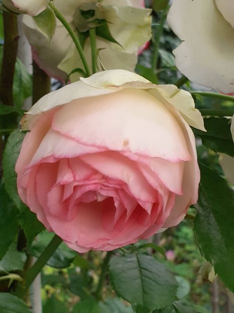  - Eden Rose 2024_ 2025