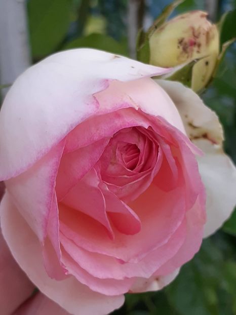 - Eden Rose 2024_ 2025