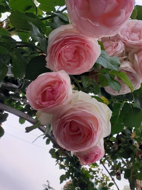  - Eden Rose 2024_ 2025