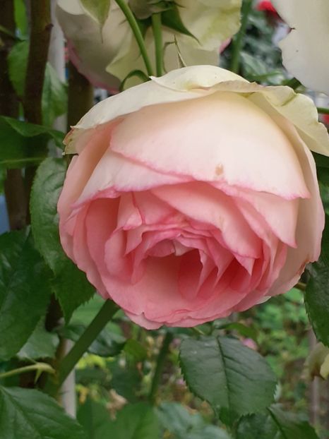  - Eden Rose 2024_ 2025