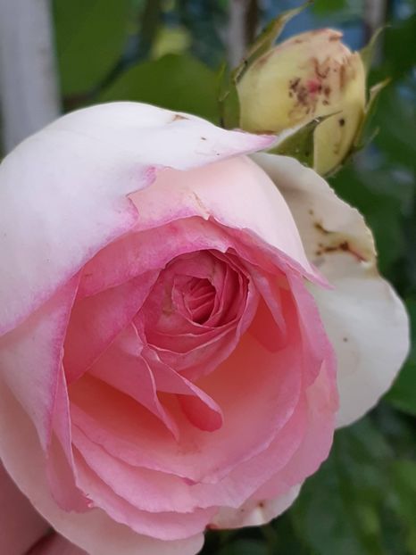  - Eden Rose 2024_ 2025