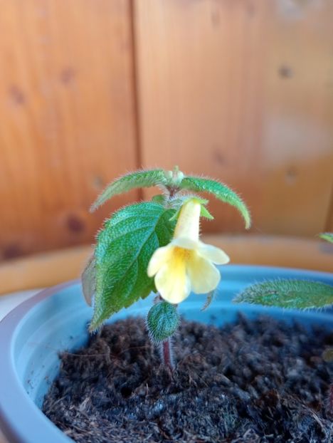 AnYa s Olga Pidpala - - - - 2025