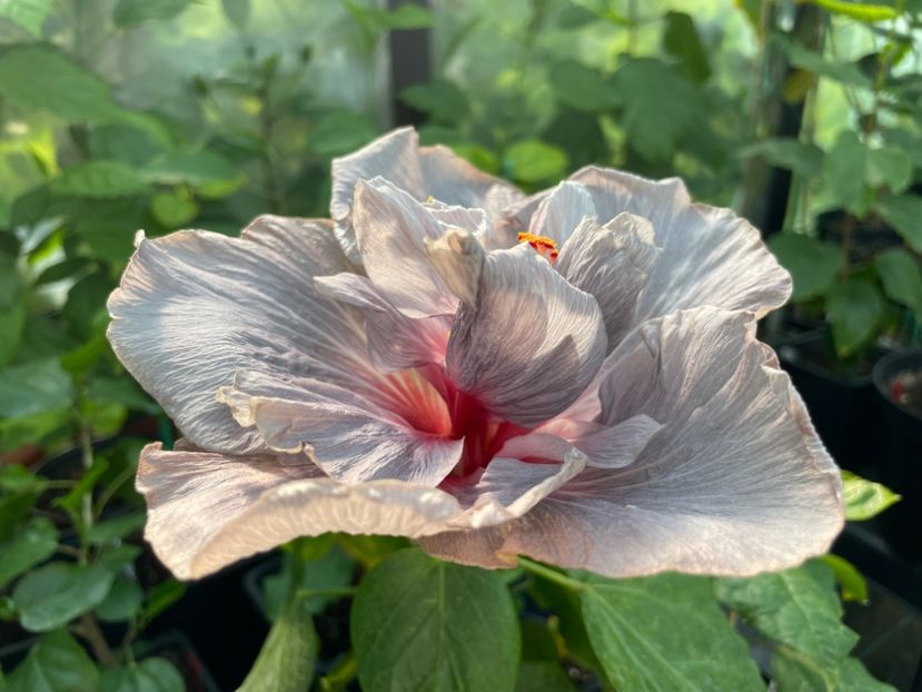  - Chis garden Bear Baby