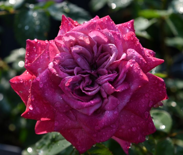 Orchid Masterpiece (tufa) 40 lei - Toamna 2025